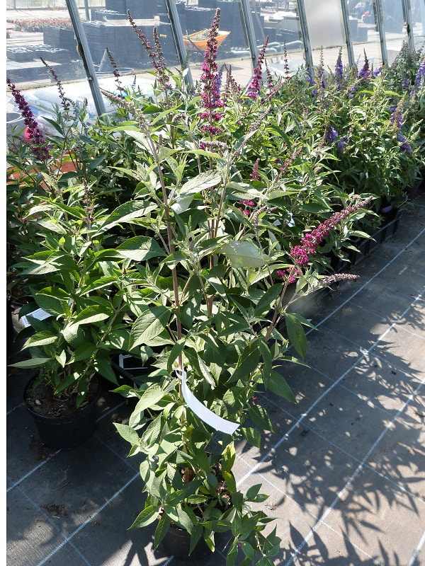 Dwarf Butterfly Bushes For Pots And Borders Katie S Garden Plant Centre