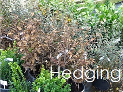 Bareroot hedging plants