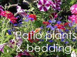Patio plants, bedding and seasonal colour